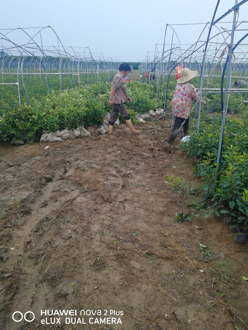 红叶石楠