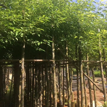 香樟