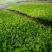 精品大白菜苗一手货源量大从优山东莘县大型苗厂