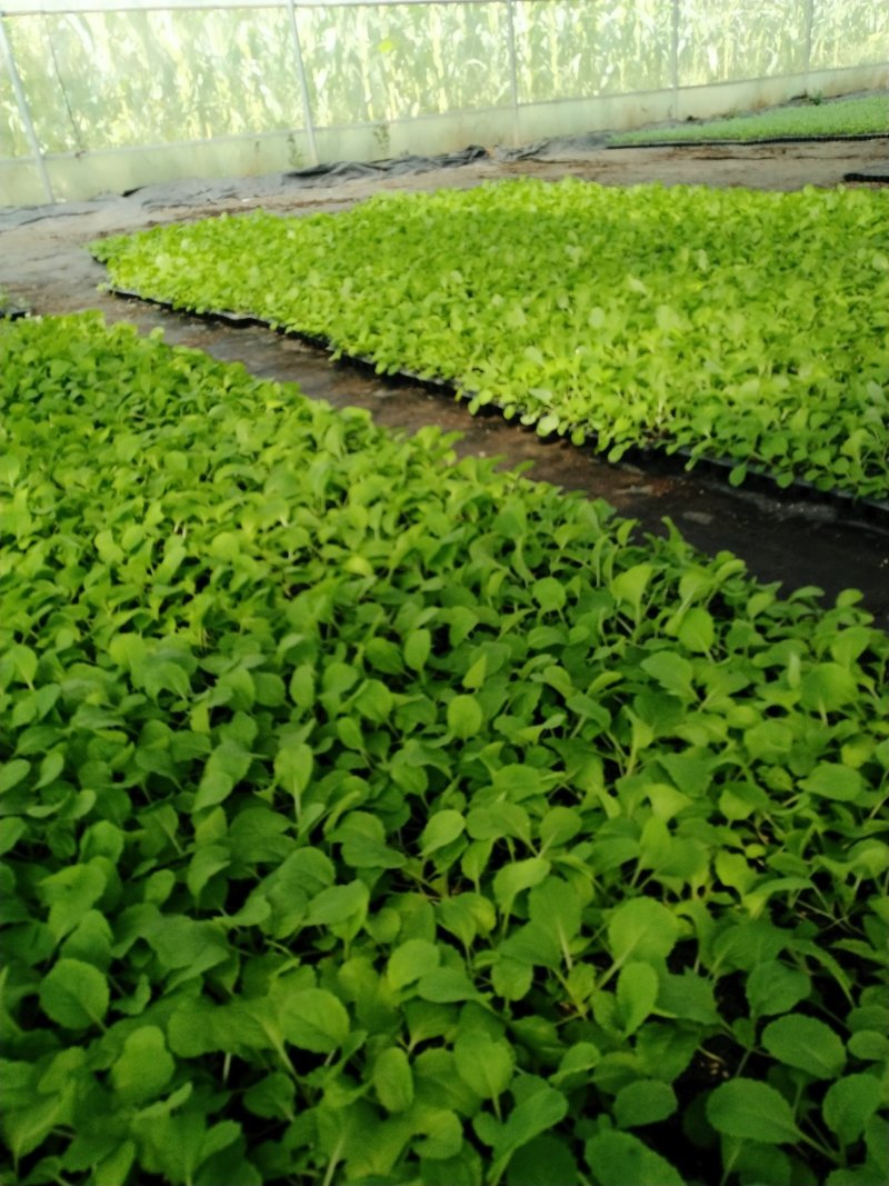 精品大白菜苗一手货源量大从优山东莘县大型苗厂