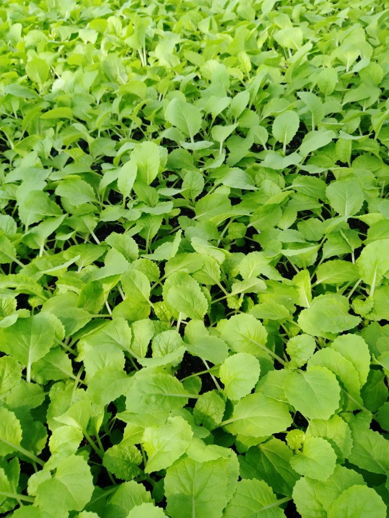 精品大白菜苗一手货源量大从优山东莘县大型苗厂