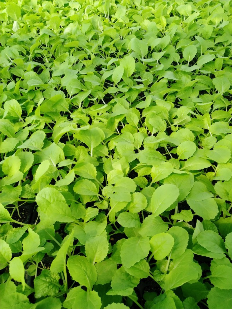 精品大白菜苗一手货源量大从优山东莘县大型苗厂