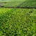 精品大白菜苗一手货源量大从优山东莘县大型苗厂