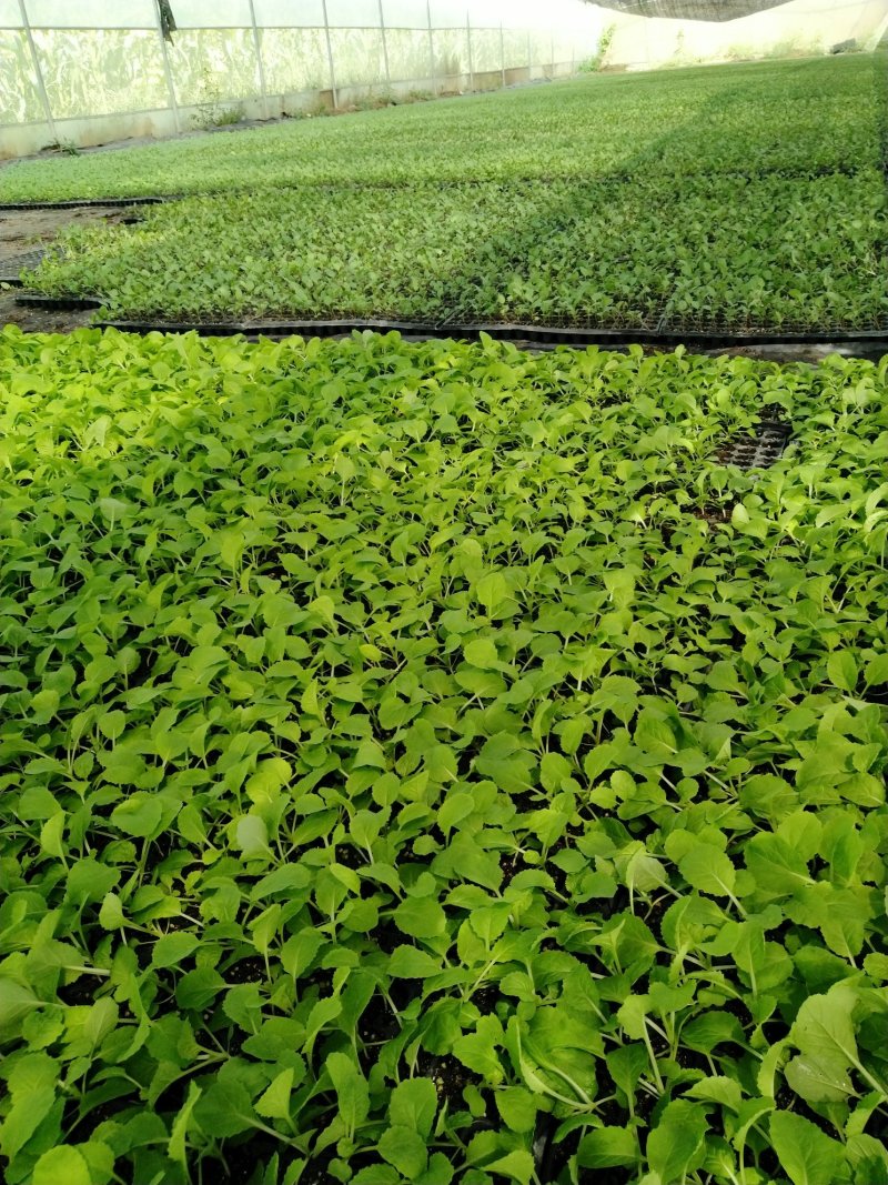 精品大白菜苗一手货源量大从优山东莘县大型苗厂