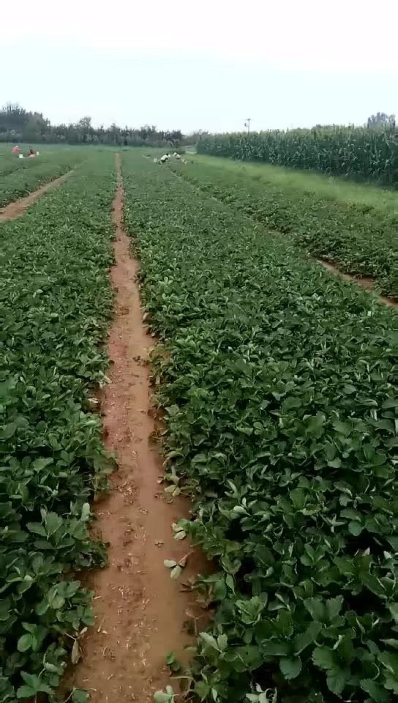 售优质久久草莓苗甜查理草莓苗