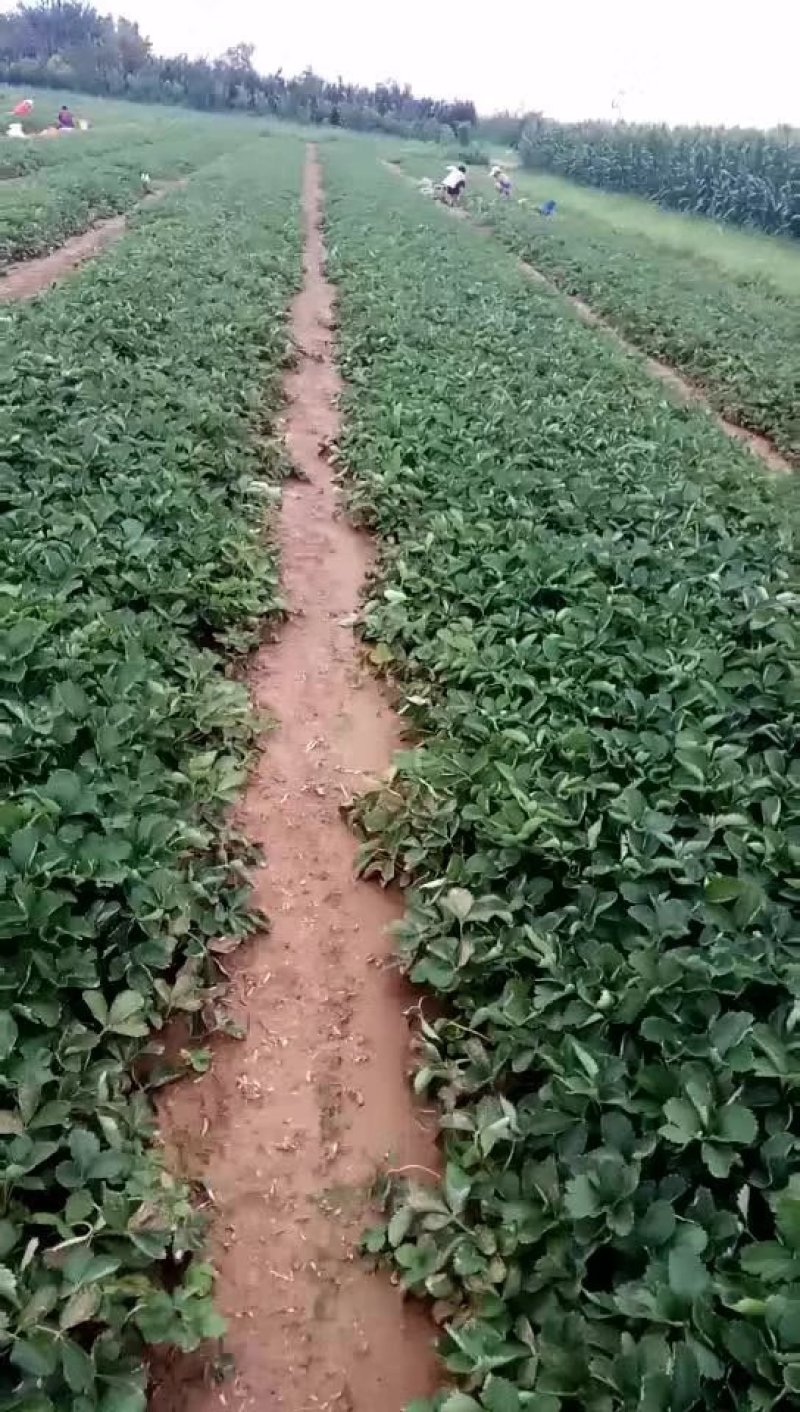 售优质久久草莓苗甜查理草莓苗