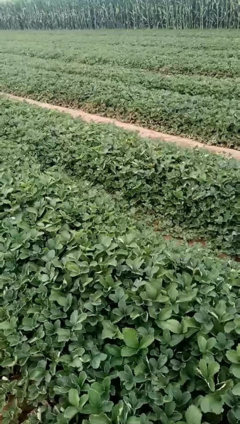 售优质久久草莓苗甜查理草莓苗