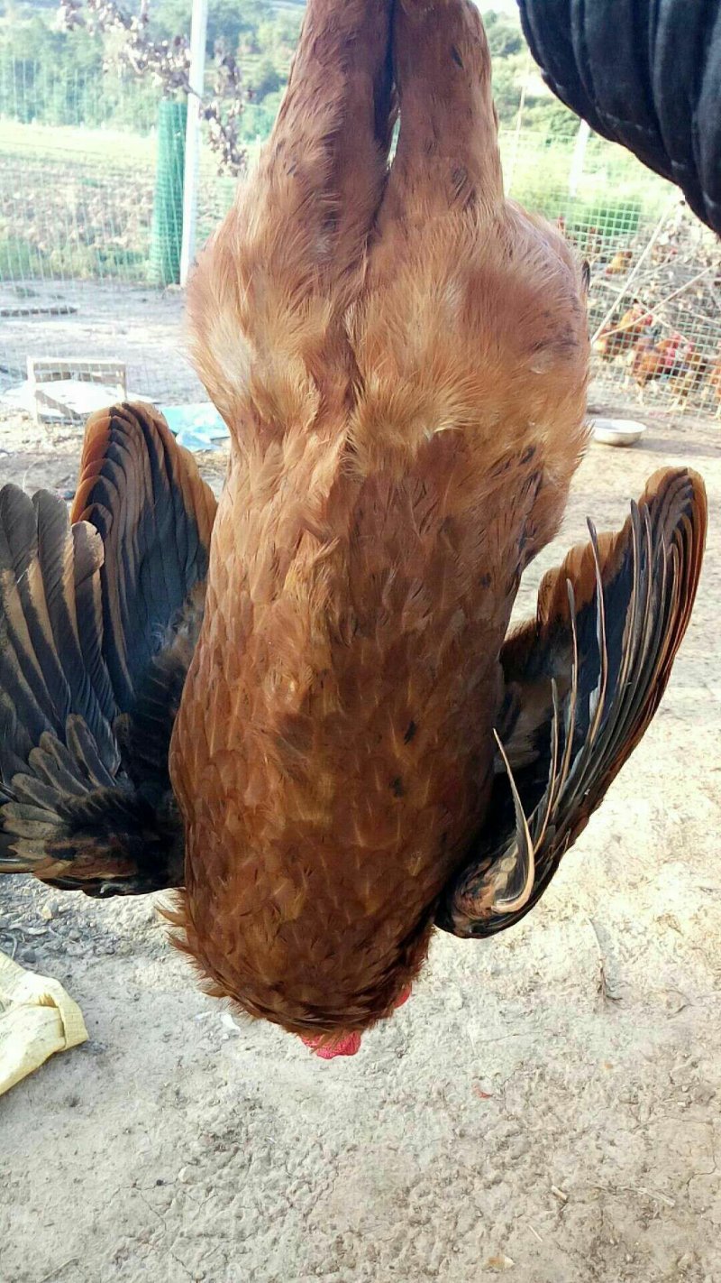 土鸡