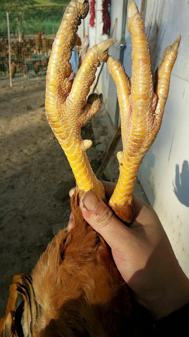 土鸡