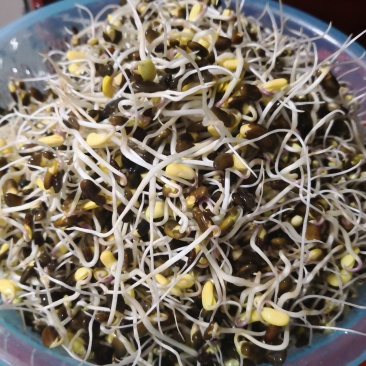 豆芽技术