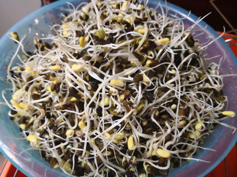 豆芽技术