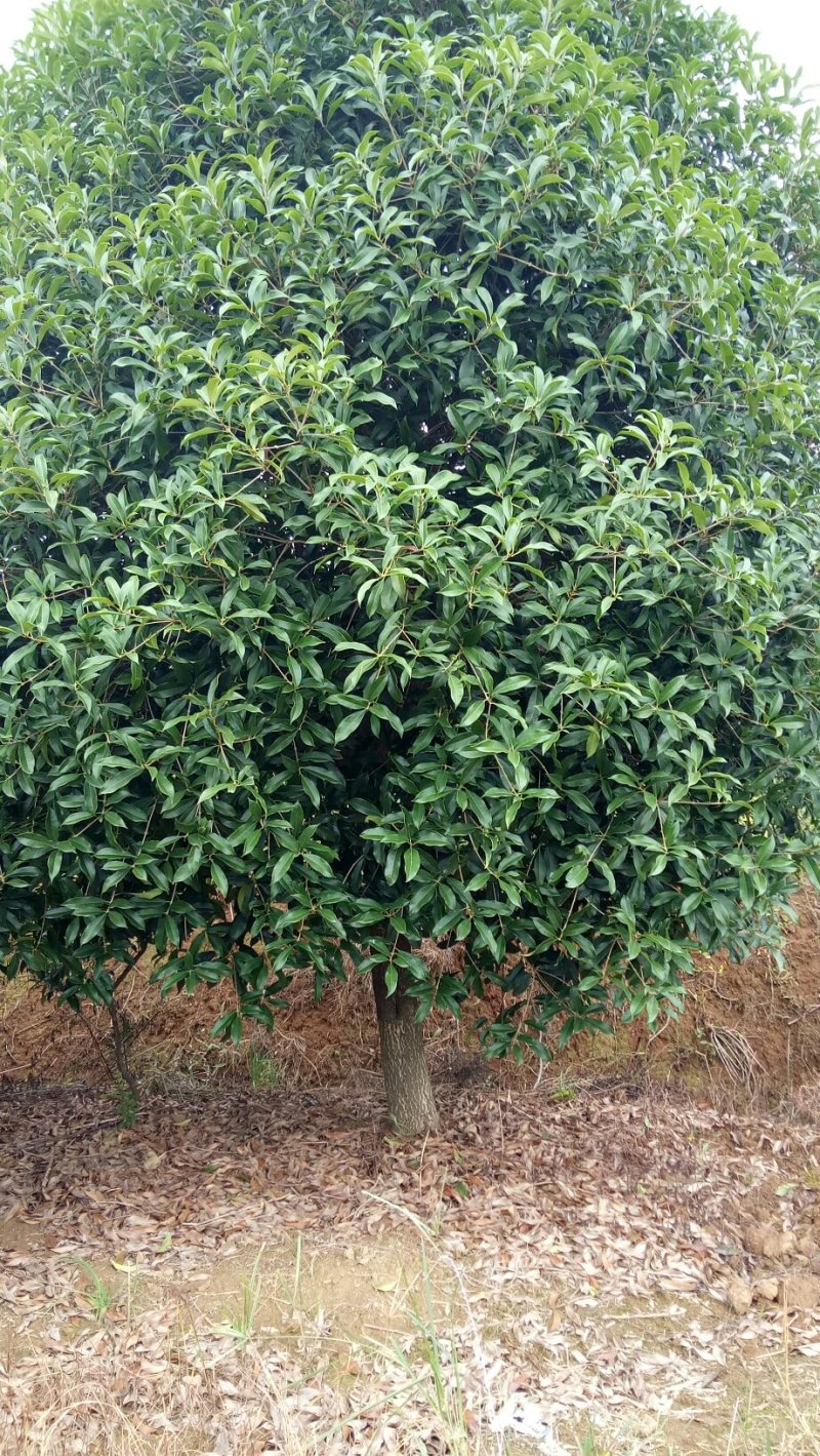 8一10公分，八月桂花树