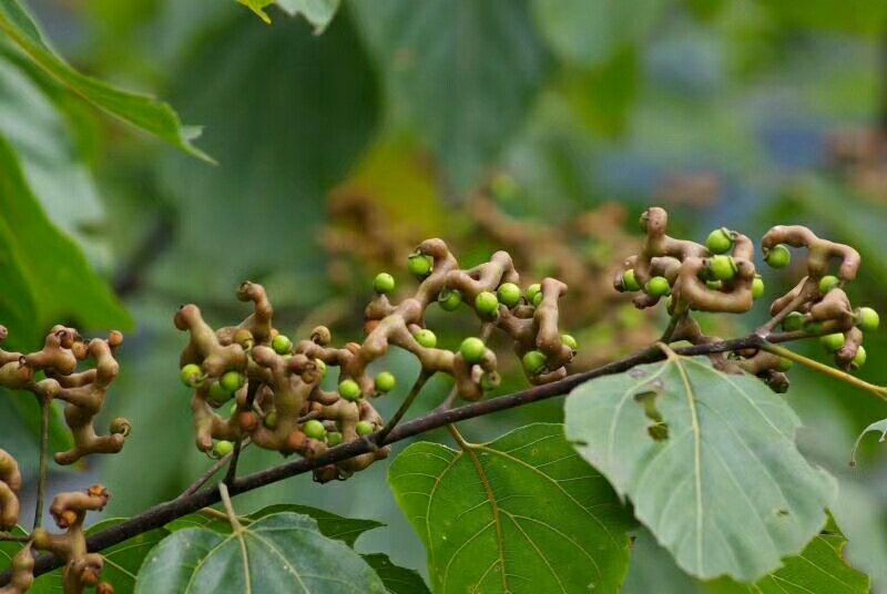 沙拐枣苗沙拐枣家庭后院盆栽种植成活率高产量高甜蜜好吃