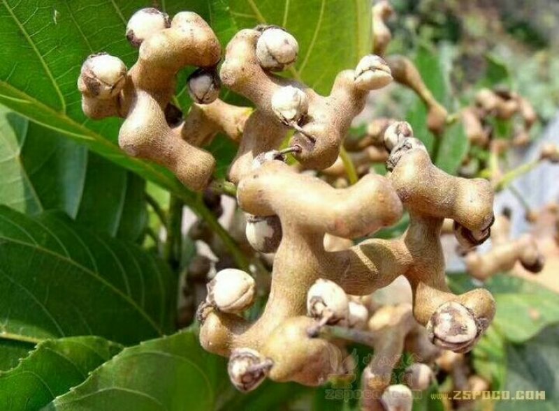 沙拐枣苗沙拐枣家庭后院盆栽种植成活率高产量高甜蜜好吃