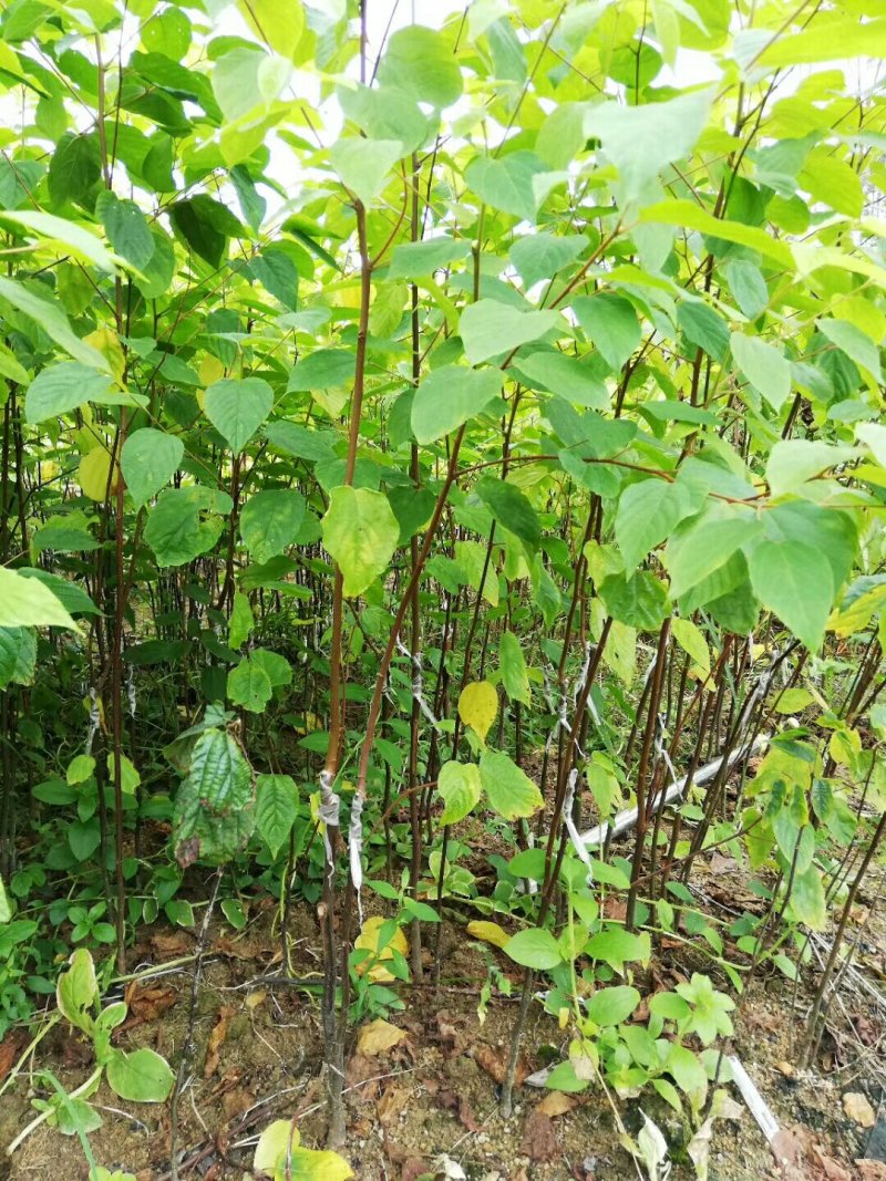 沙拐枣苗沙拐枣家庭后院盆栽种植成活率高产量高甜蜜好吃