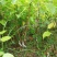 沙拐枣苗沙拐枣家庭后院盆栽种植成活率高产量高甜蜜好吃