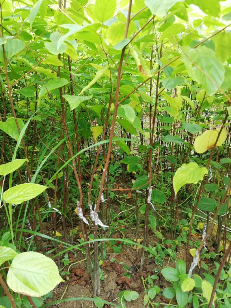 沙拐枣苗沙拐枣家庭后院盆栽种植成活率高产量高甜蜜好吃