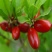神秘果苗阳台家庭后院盆栽种植成活率高产量高，死苗包补