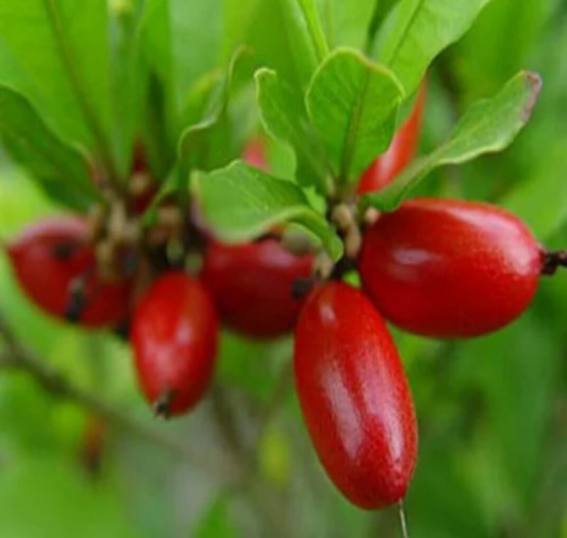 神秘果苗阳台家庭后院盆栽种植成活率高产量高，死苗包补