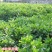 神秘果苗阳台家庭后院盆栽种植成活率高产量高，死苗包补