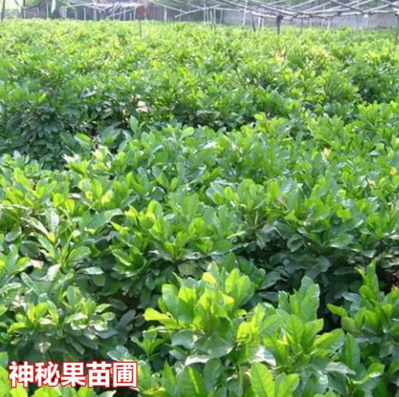 神秘果苗阳台家庭后院盆栽种植成活率高产量高，死苗包补