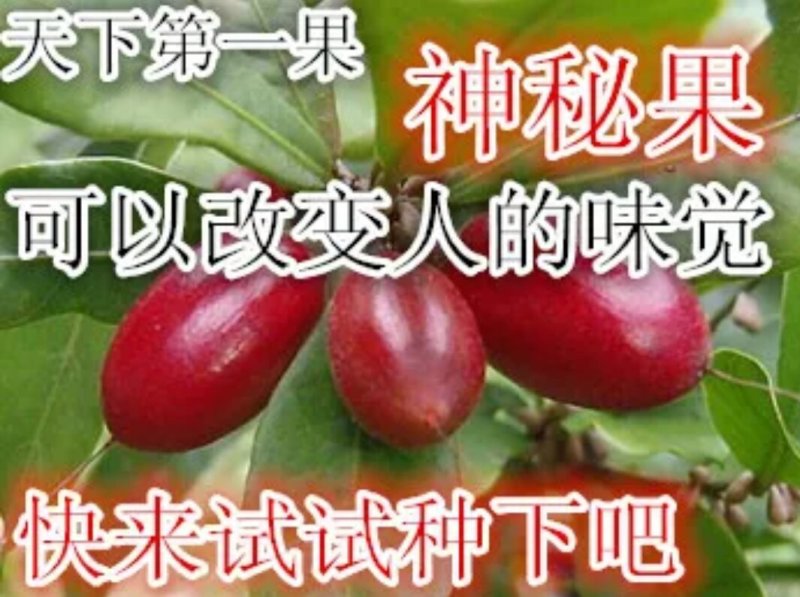神秘果苗阳台家庭后院盆栽种植成活率高产量高，死苗包补