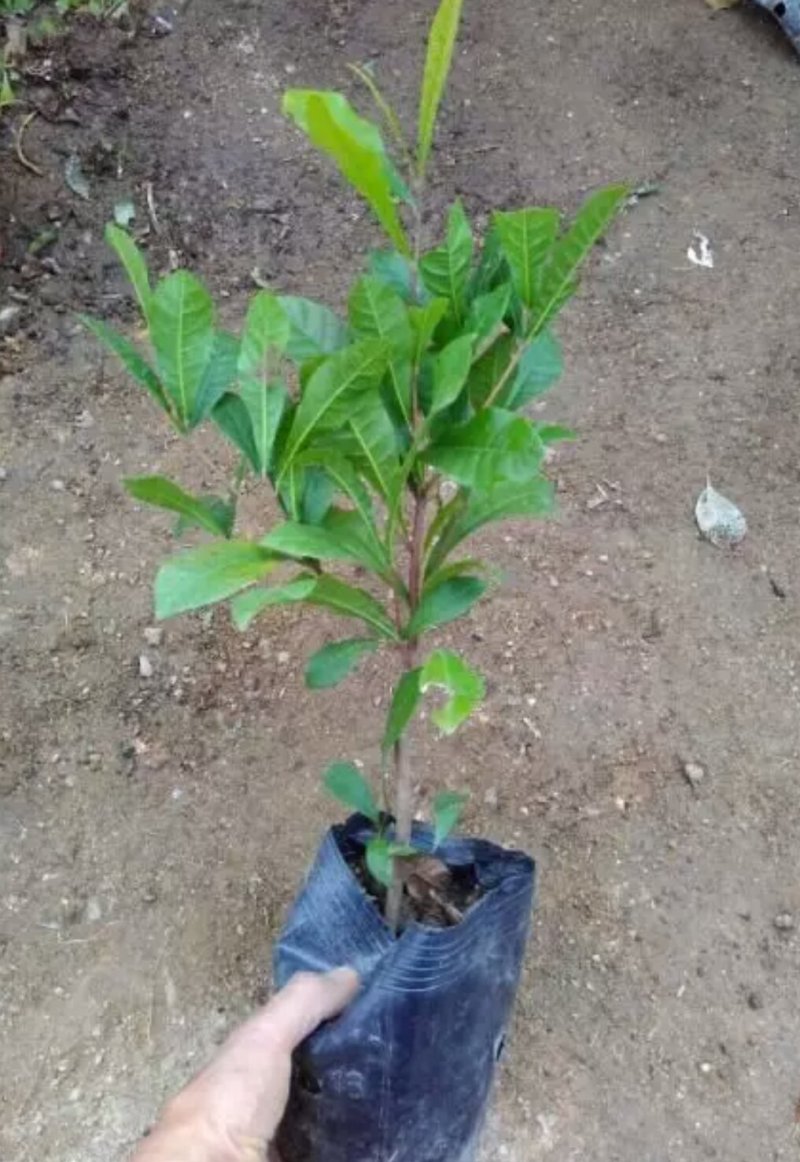 神秘果苗阳台家庭后院盆栽种植成活率高产量高，死苗包补