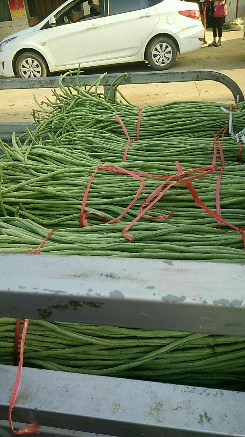 长豆角以大量上市如有需要的请于我联系