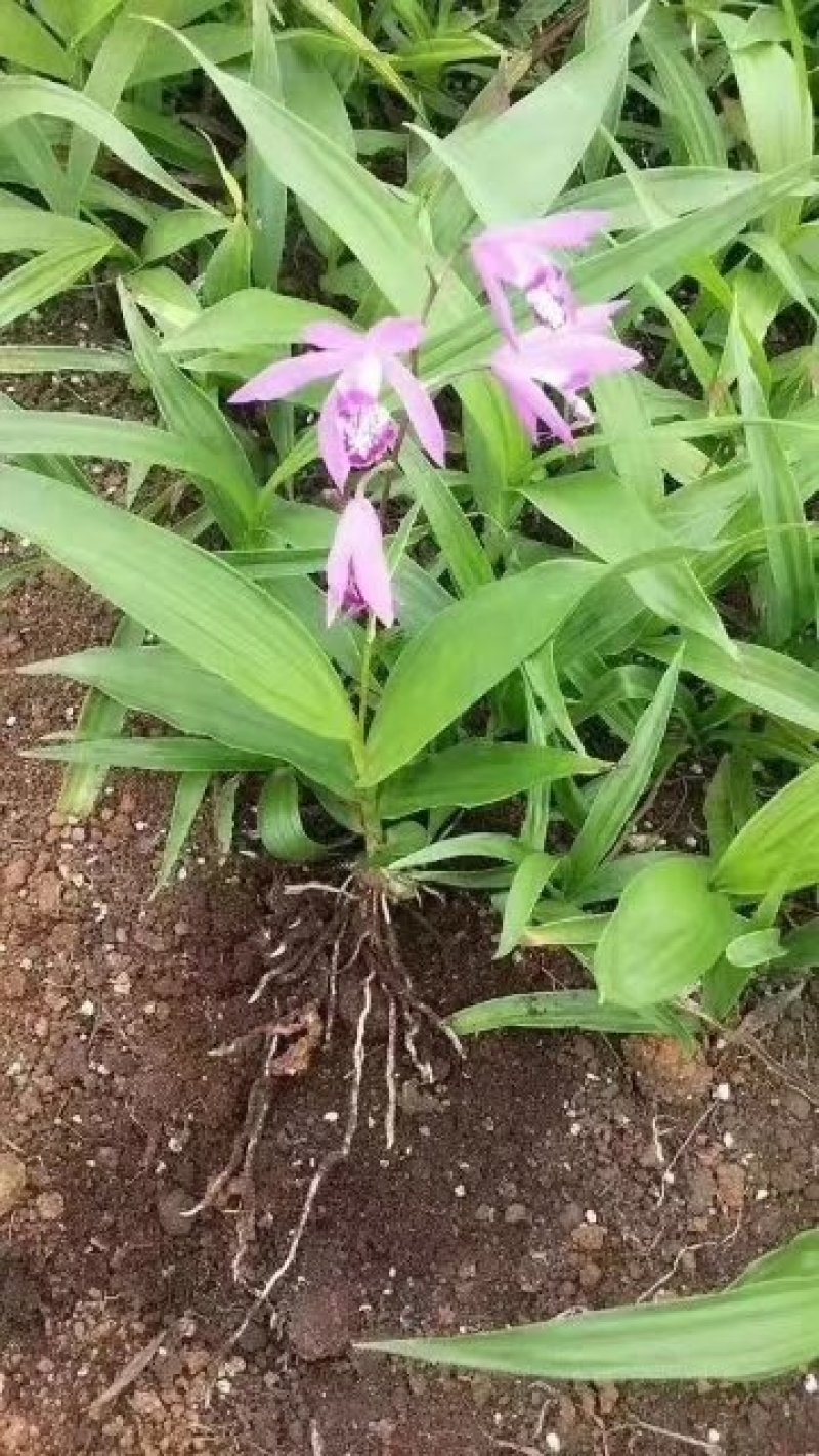 白芨干品，种苗长期供应
