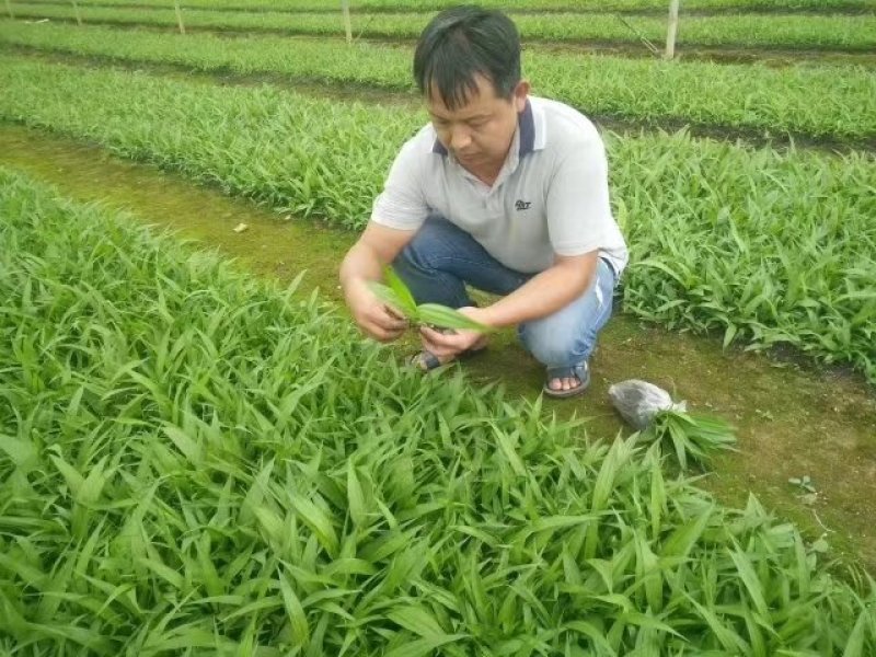 白芨干品，种苗长期供应
