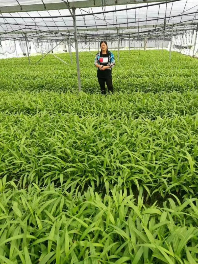 白芨干品，种苗长期供应