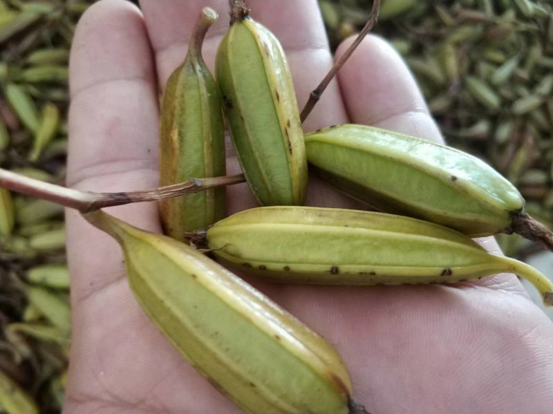 白芨干品，种苗长期供应