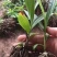 白芨干品，种苗长期供应