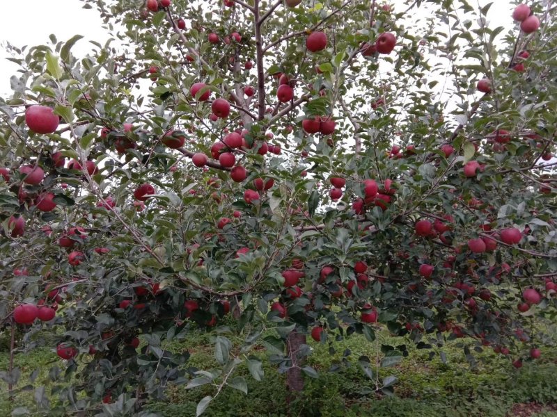 苹果