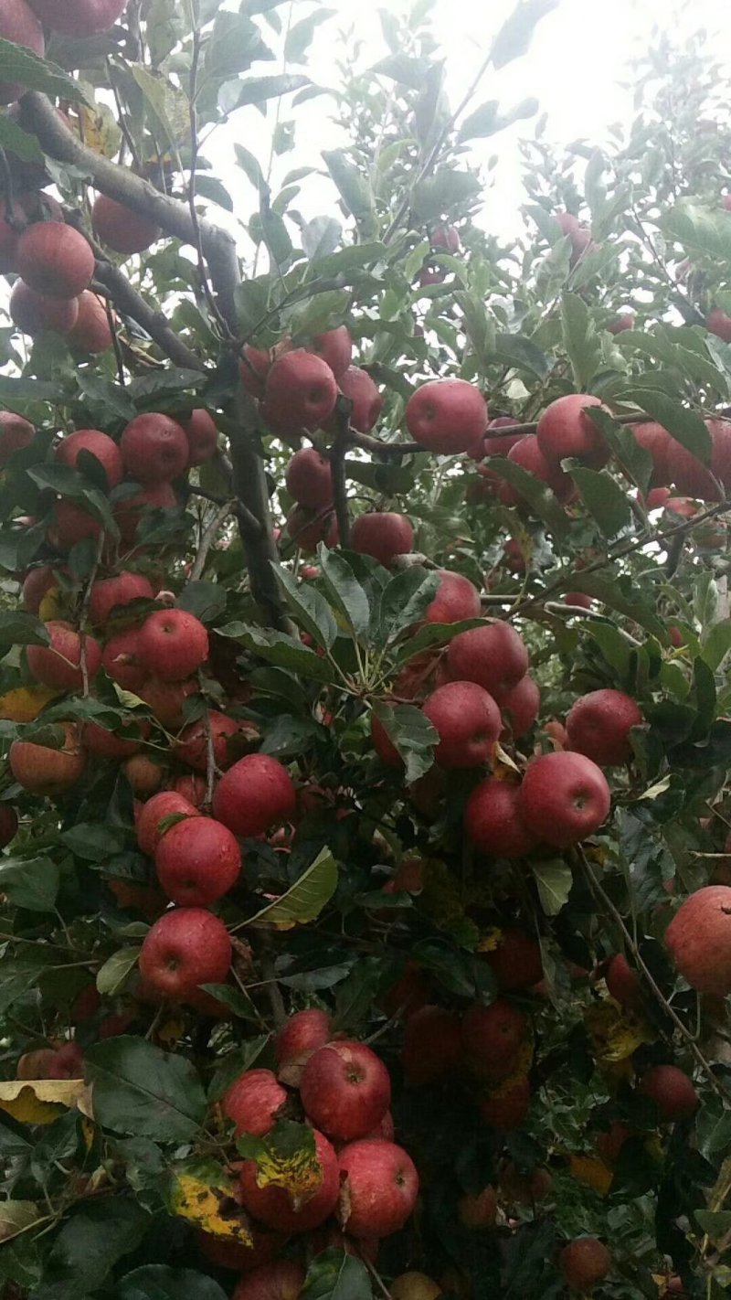 苹果