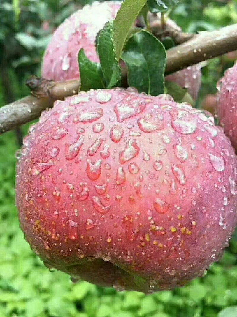 苹果