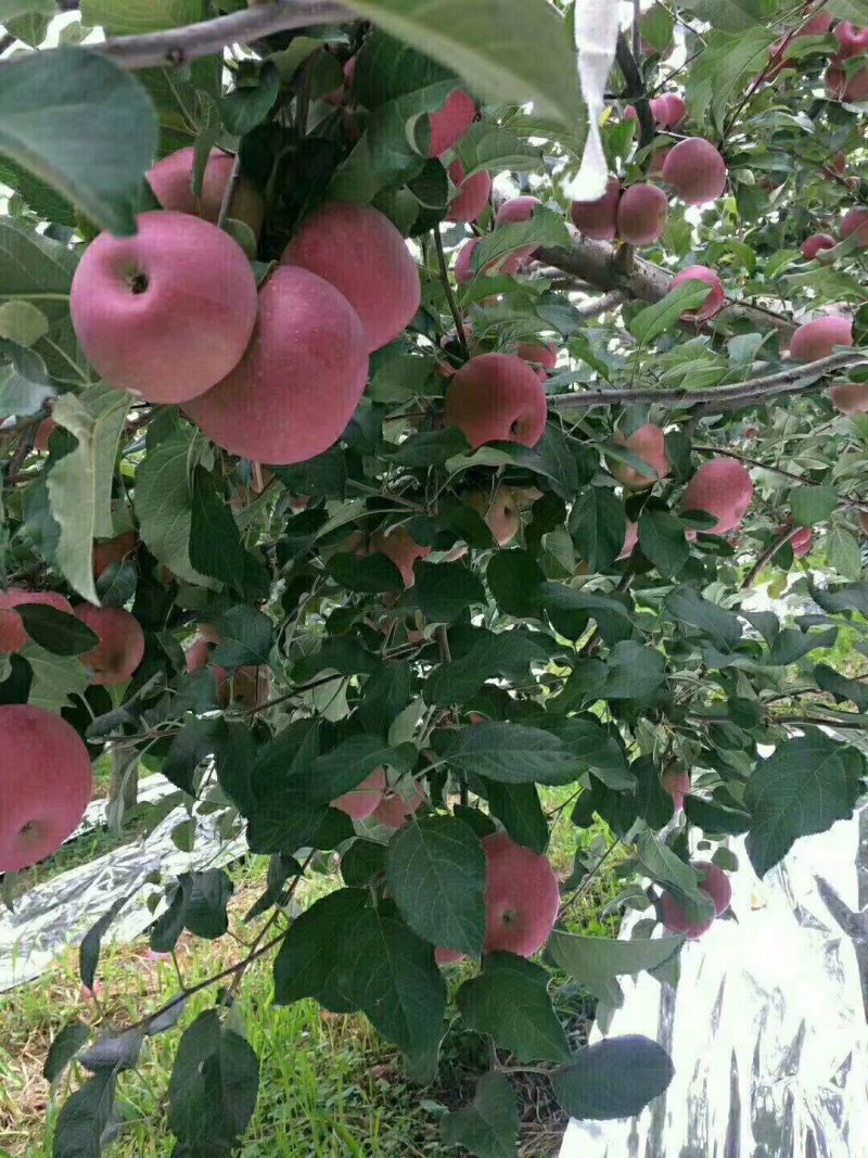 苹果