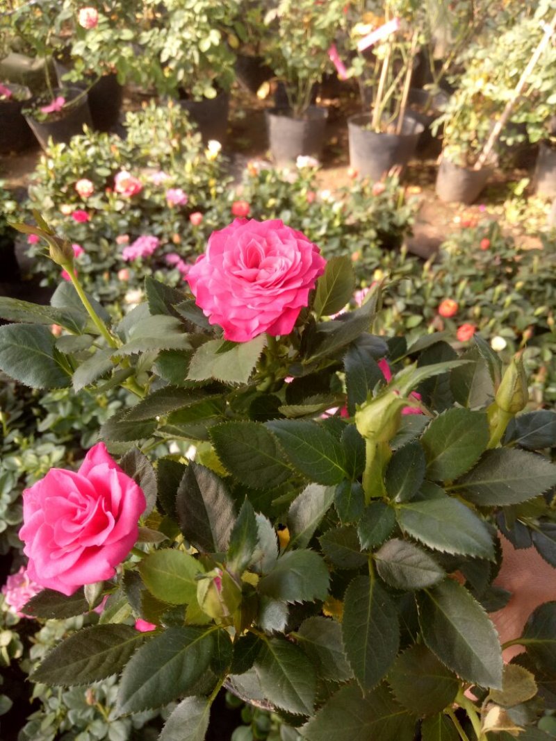 玫瑰花20一30cm