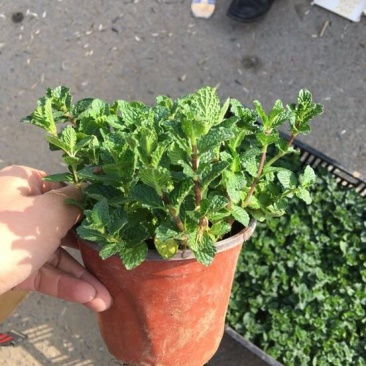 野生薄荷