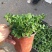 野生薄荷