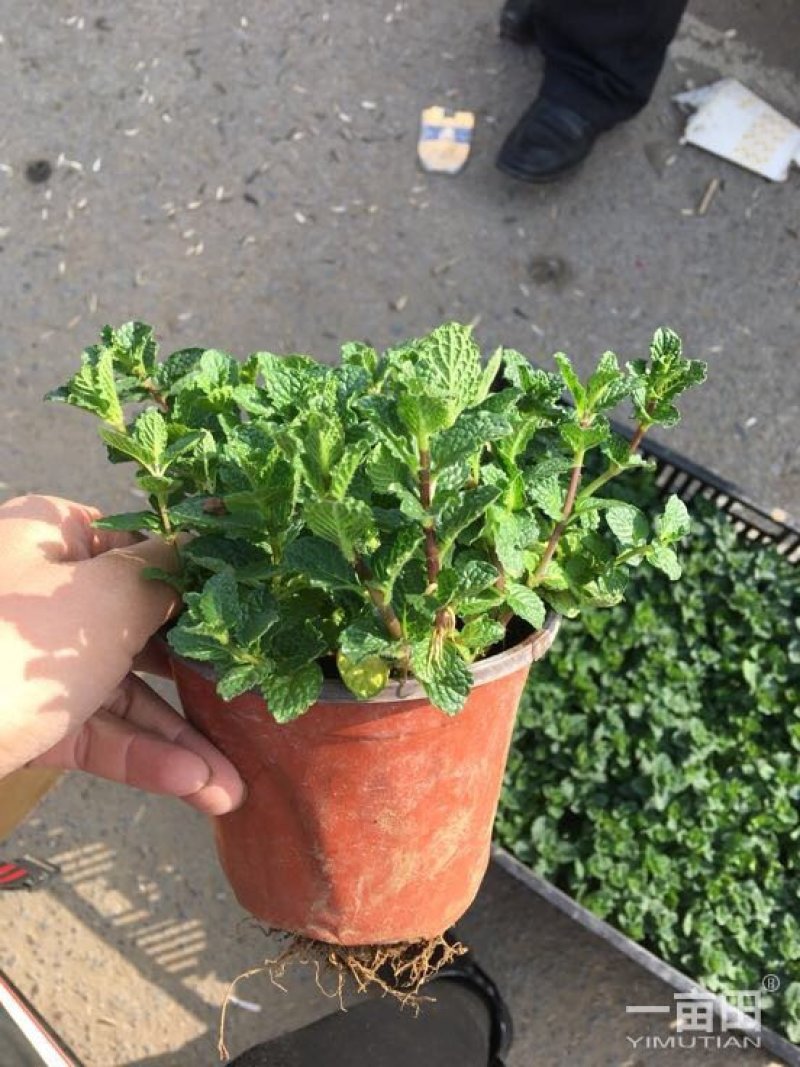 野生薄荷