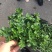 野生薄荷