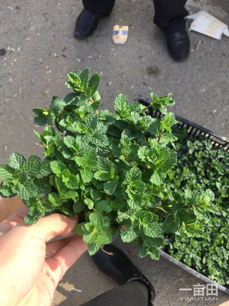 野生薄荷