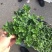 野生薄荷