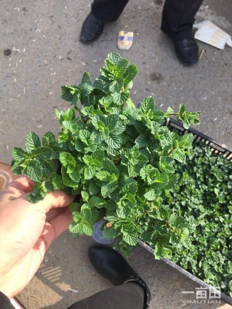 野生薄荷