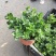 野生薄荷