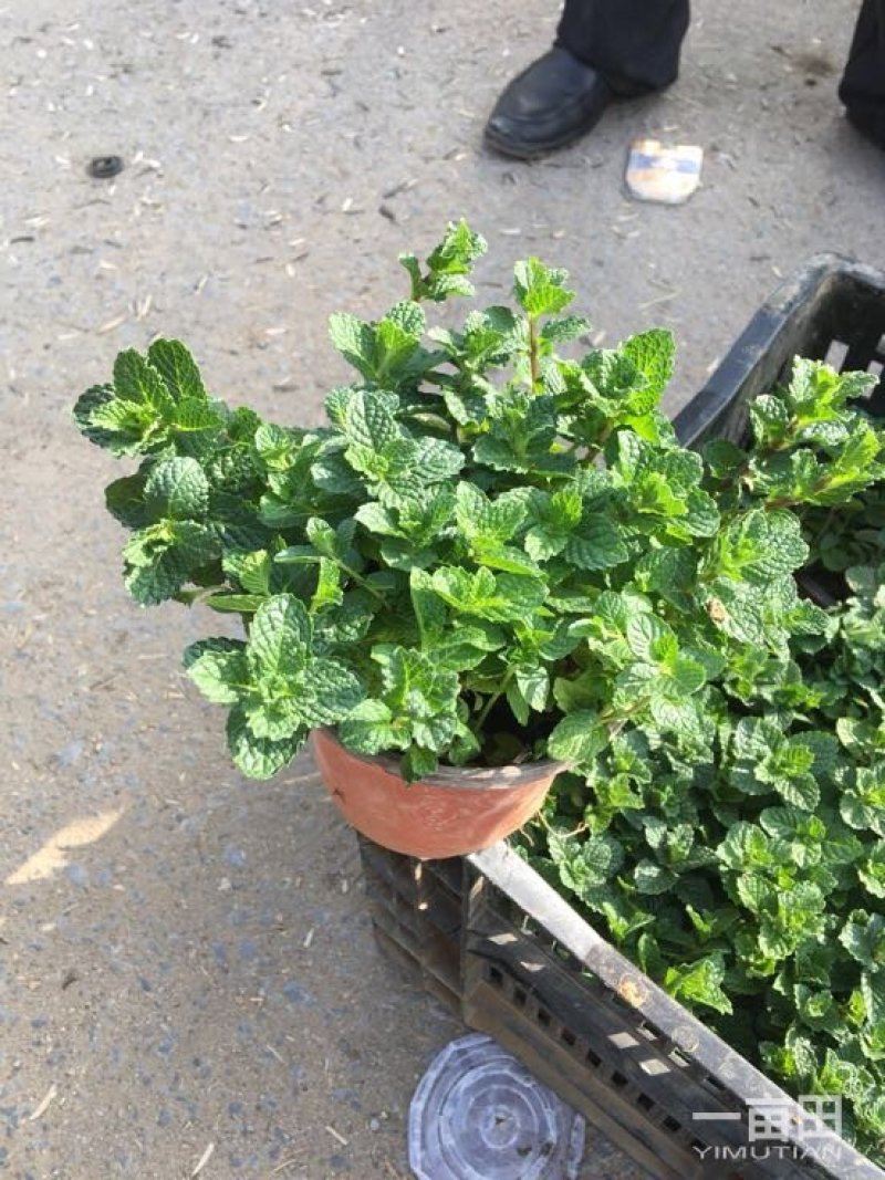 野生薄荷