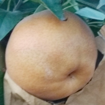 晚秋黄梨