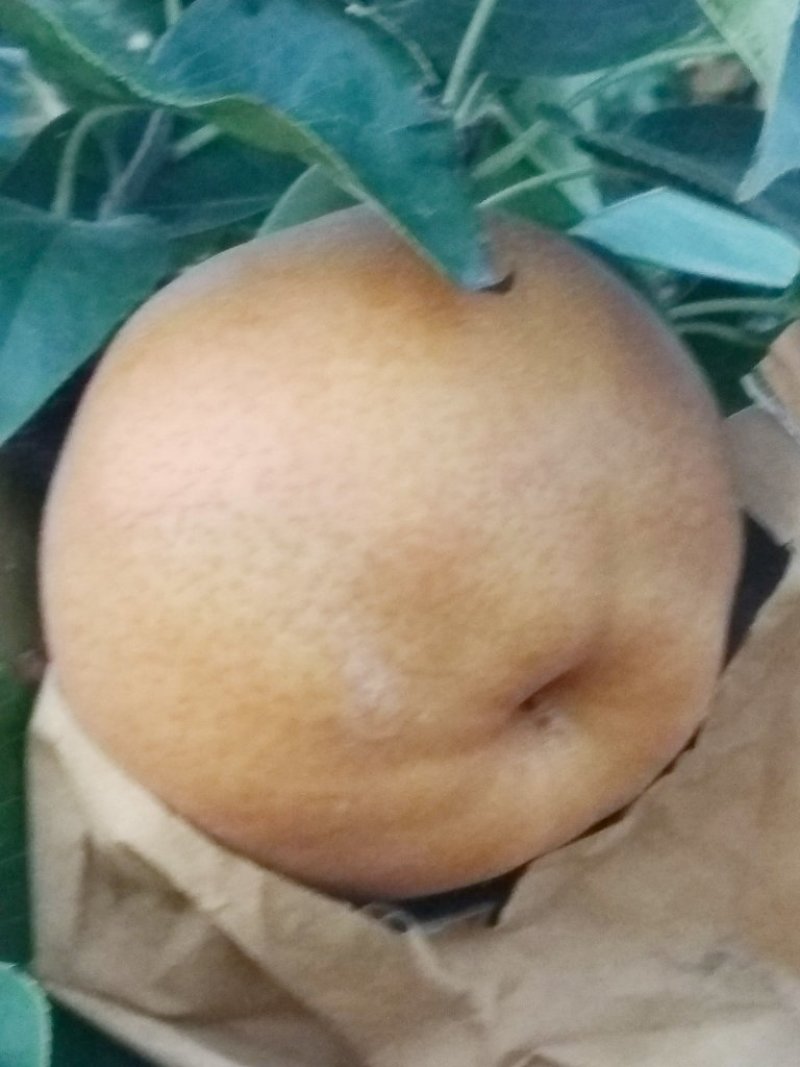 晚秋黄梨