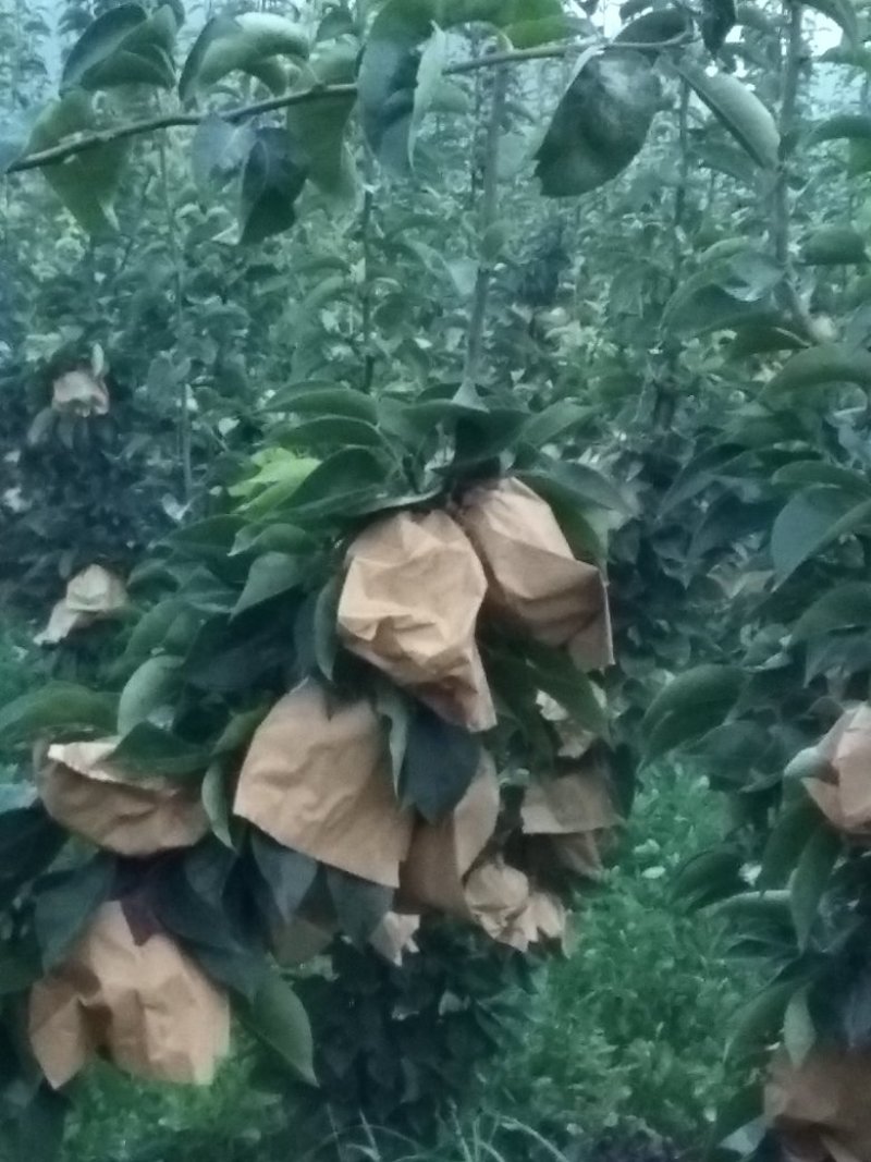 晚秋黄梨